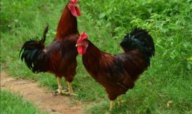 पूर्व विधायक के बेटे ने मुर्गे की मौत पर थाने में दी तहरीर, की पोस्टमार्टम कराने की मांग