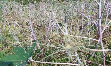 सिरोही के आस पास के क्षेत्र में खेतो में कीड़ों के दलों के आने से किसान परेशान, फसलों के पन्ने खा जाते हैं