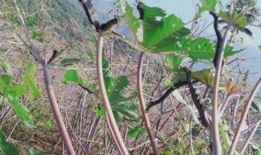 किसानों के लिए काल बने कीड़े, महीने भर बाद दुबारा अटैक किया कीड़ों ने, अरंडो की खेती को पूरी तरह से किया नष्ट।