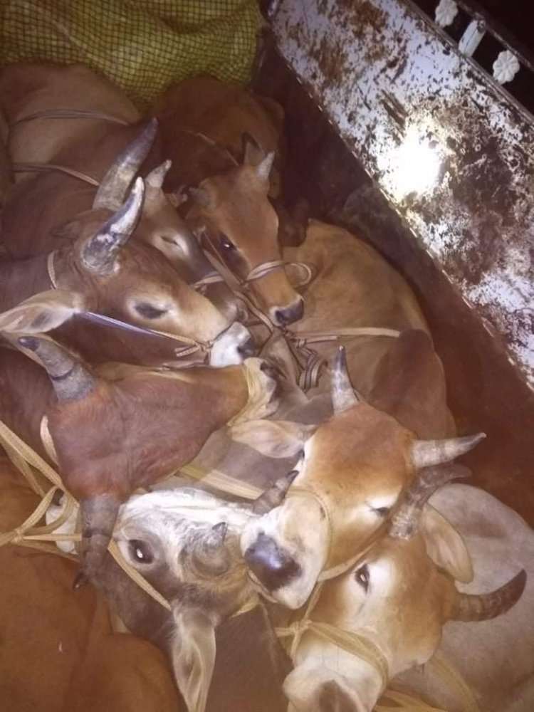 01 पिकअप वाहन से वध के लिए ले जाए जा रहे 07 राशि गोवंश को कराया गया मुक्त