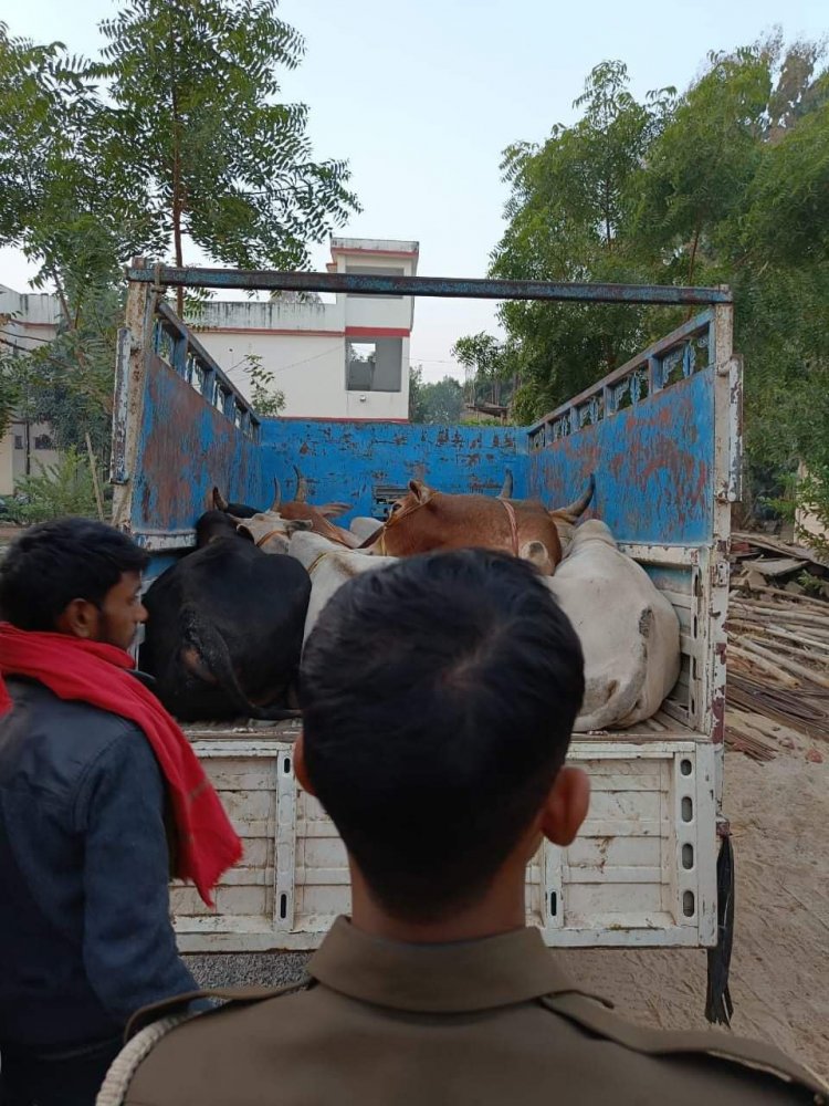 थाना करमा पुलिस द्वारा 01 पिकअप वाहन से वध हेतु ले जाये जा रहे 07 राशि गोवंश बरामद कर मुक्त कराया गया 