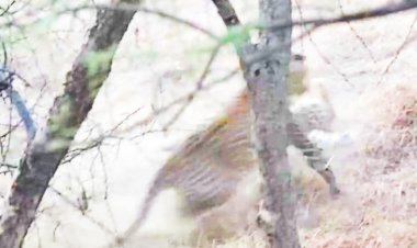 तेदुओं की फाइट