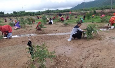 प्रकृति की सुंदरता और संरक्षण के लिए करे वृक्षारोपण - सरपंच मनोहर कुंवर।  सिरोही