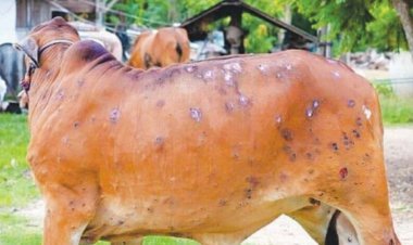 लंपी स्किन डिजीज रोग तेजी से फेल रहा, गायो और भेसो के लिए अत्यधिक संक्रमण बीमारी है - डॉ रावताराम भाखर।