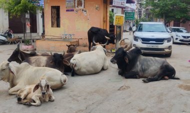 शहर में इन दिनों बेसहारा पशुओं की समस्या बढ़ने के कारण लोगों को आवागमन में भारी परेशानी