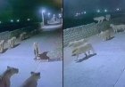 गुजरात के अमरेली गांव में घुसे 8 शेर, ग्रामीणों में दहशत