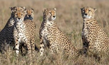 दक्षिण अफ्रीका से भारत लाए गए 12 चीते, मध्य प्रदेश के मुख्यमंत्री ने प्रधानमंत्री मोदी को दिया धन्यवाद