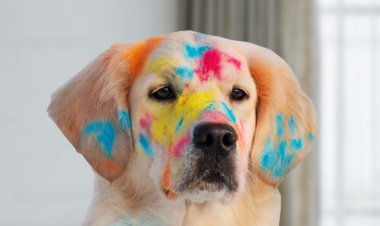 होली पर पशुओं की सुरक्षा का रखें विशेष ध्यान