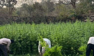 उदयपुर: भीण्डर में अफीम-गांजा की अवैध खेती पर बड़ी कार्रवाई, 3 साल से फरार आरोपी डिटेन