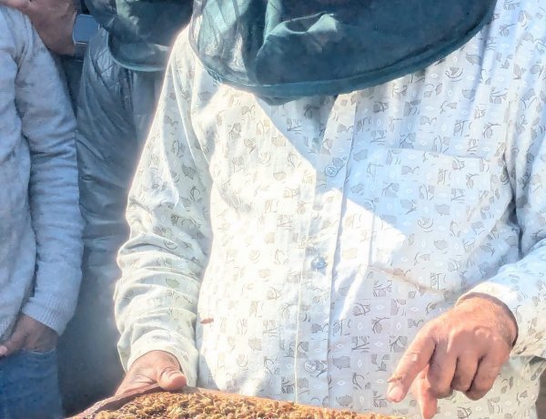 मधुमक्खी पालन पर राज्य सरकार का बड़ा अनुदान, किसानों की बढ़ेगी आय