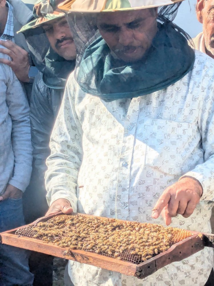 मधुमक्खी पालन पर राज्य सरकार का बड़ा अनुदान, किसानों की बढ़ेगी आय