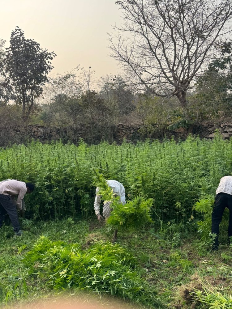 उदयपुर: भीण्डर में अफीम-गांजा की अवैध खेती पर बड़ी कार्रवाई, 3 साल से फरार आरोपी डिटेन